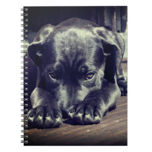Carnet Chiot