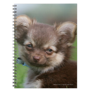 Carnet Chiot à cheveux longs de chiwawa regardant