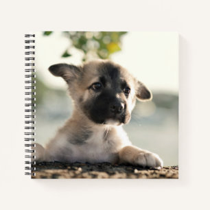 Carnet Chiot allemand sur la haie