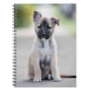 Carnet Chiot allemand sur le sentier de randonnée