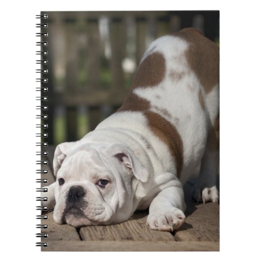 Carnet Chiot anglais de bouledogue (Devant)