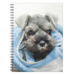 Carnet Chiot après Bath