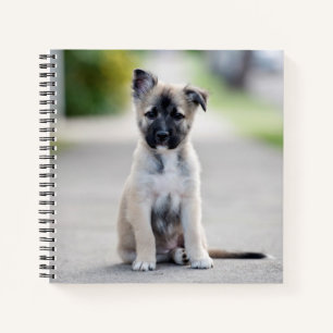 Carnet Chiot berger allemand sur le sentier