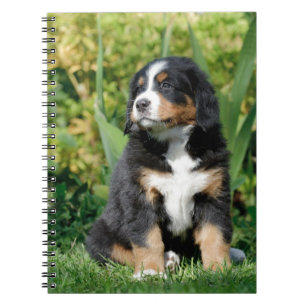 Carnet Chiot bernois