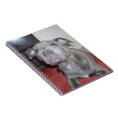 Carnet Chiot bleu Sooky Staffordshire Bull Terrier (Côté Droit)
