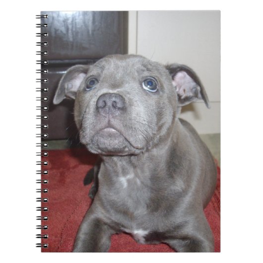 Carnet Chiot bleu Sooky Staffordshire Bull Terrier (Devant)
