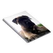 Carnet Chiot Bullmastiff (Côté Droit)