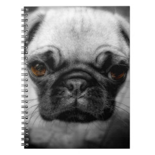 Carnet Chiot de carlin