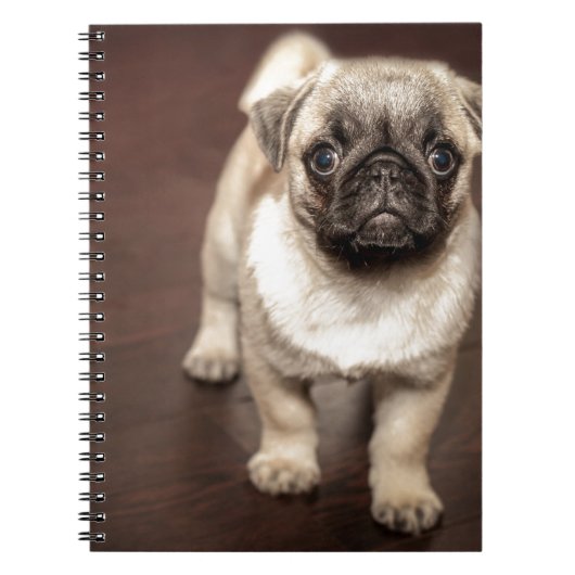 Carnet Chiot de carlin (Devant)