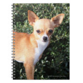 Carnet Chiot de chiwawa de tasse de thé (Devant)