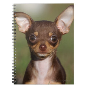 Carnet Chiot de chiwawa regardant l'appareil-photo