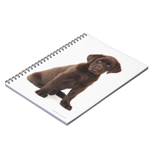 Carnet Chiot de labrador retriever de chocolat (Côté gauche)