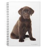 Carnet Chiot de labrador retriever de chocolat (Devant)