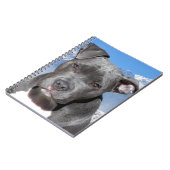 Carnet Chiot de Pitbull Terrier d'Américain (Côté gauche)