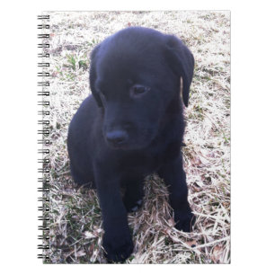 Carnet Chiot de récupération Black Labrador