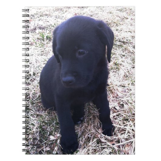Carnet Chiot de récupération Black Labrador (Devant)