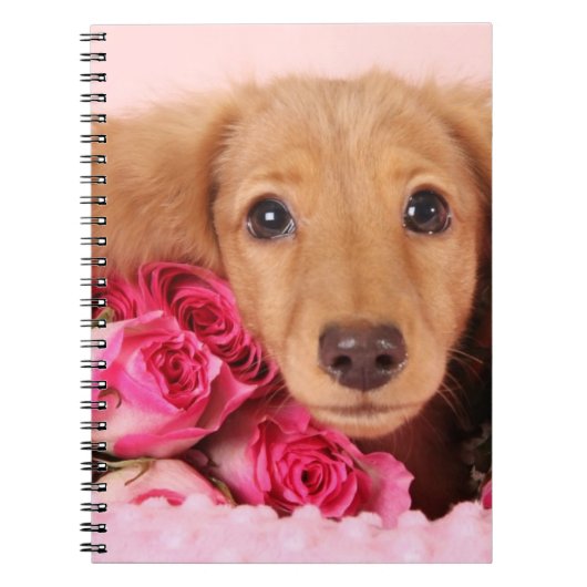 Carnet Chiot de teckel entouré par des roses (Devant)