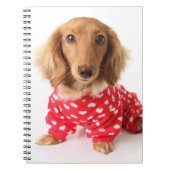 Carnet Chiot de teckel utilisant l'équipement de (Devant)