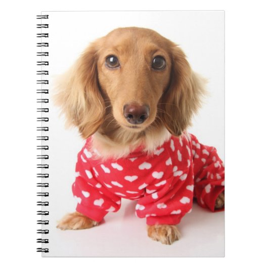 Carnet Chiot de teckel utilisant l'équipement de (Devant)