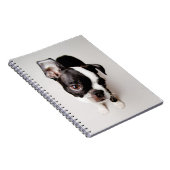 Carnet Chiot d'Edison Boston Terrier (Côté Droit)