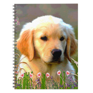 Carnet Chiot d'or d'Austin Labrador