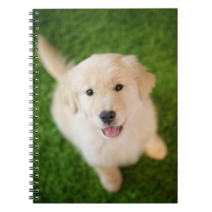 Carnet Chiot d'or rétriever sur l'herbe