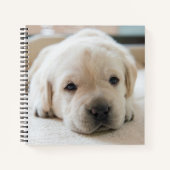 Carnet Chiot doré du Labrador doré (Devant)