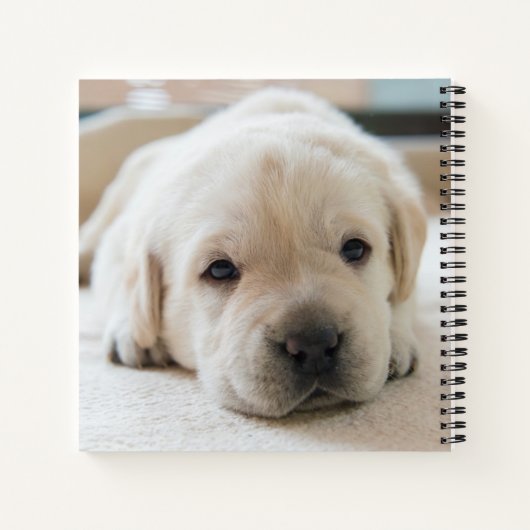 Carnet Chiot doré du Labrador doré (Dos)