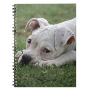 Carnet Chiot doux de boxeur
