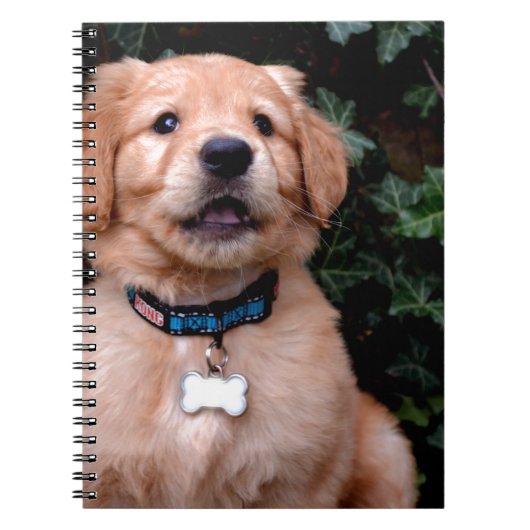 Carnet Chiot Golden Retriever (Devant)