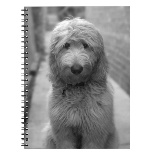 Carnet Chiot Goldendoodle en Jardin (Devant)