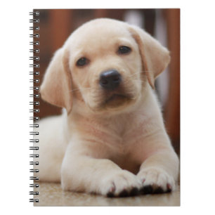 Carnet Chiot jaune de Labrador de bébé s'étendant sur