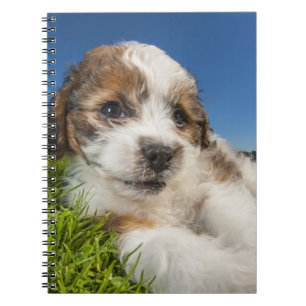 Carnet Chiot mignon (Shitzu)