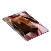 Carnet chiot miniature Lisse-haired de teckel (Côté Droit)