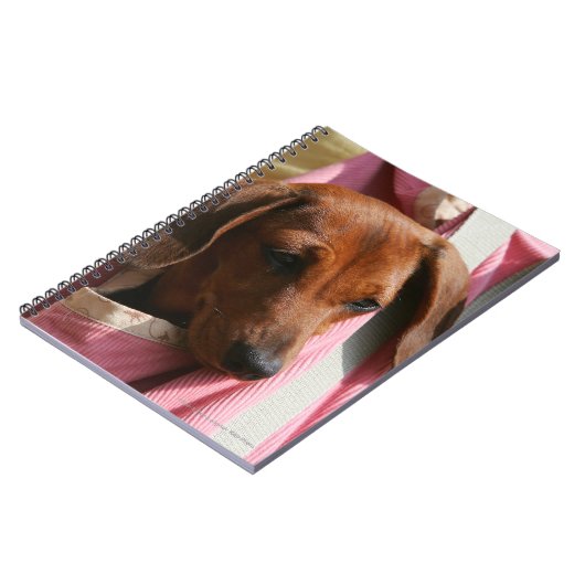 Carnet chiot miniature Lisse-haired de teckel (Côté gauche)