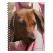 Carnet chiot miniature Lisse-haired de teckel (Devant)