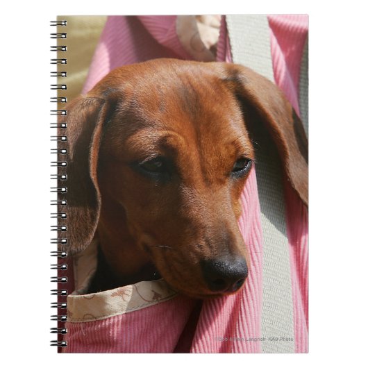 Carnet chiot miniature Lisse-haired de teckel (Devant)