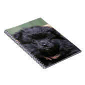 Carnet Chiot noir de Pomeranian (Côté Droit)