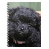 Carnet Chiot noir de Pomeranian (Devant)