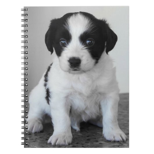 Carnet Chiot noir et blanc adorable (Devant)