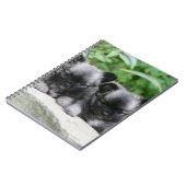 Carnet Chiots aux cheveux longs de chiwawa (Côté gauche)