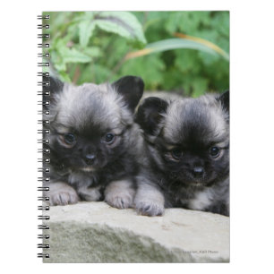 Carnet Chiots aux cheveux longs de chiwawa