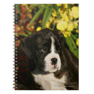 Carnet Chiots de boxeur