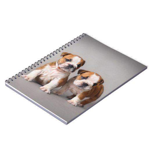 Carnet Chiots de Bulldog anglais| Couple mou Bulldog (Côté gauche)