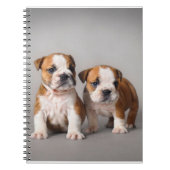 Carnet Chiots de Bulldog anglais| Couple mou Bulldog (Devant)