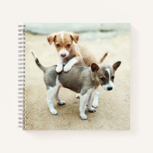 Carnet Chiots mignons jouant sur la plage
