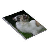 Carnet Chiwawa aux cheveux longs regardant (Côté Droit)