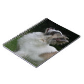 Carnet Chiwawa aux cheveux longs regardant (Côté gauche)