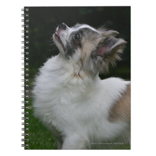 Carnet Chiwawa aux cheveux longs regardant
