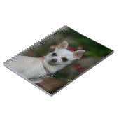 Carnet Chiwawa blanc (Côté gauche)